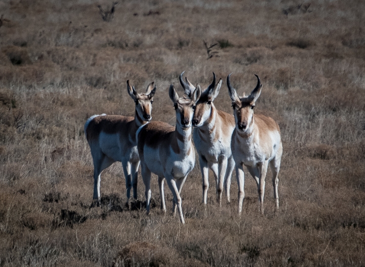 Pronghorn 2 (1 of 1)